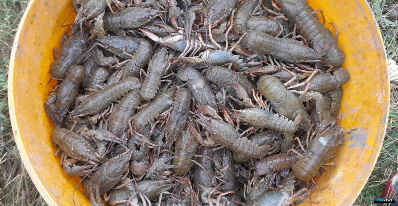 По мнению ученых, бассейн реки Сал можно отнести к высокопродуктивным водоемам
