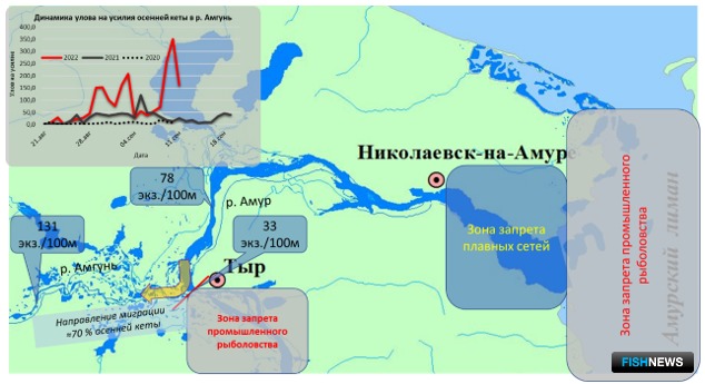 Ограничения рыболовства в бассейне реки Амур и данные мониторинга миграции осенней кеты в 2022 г.