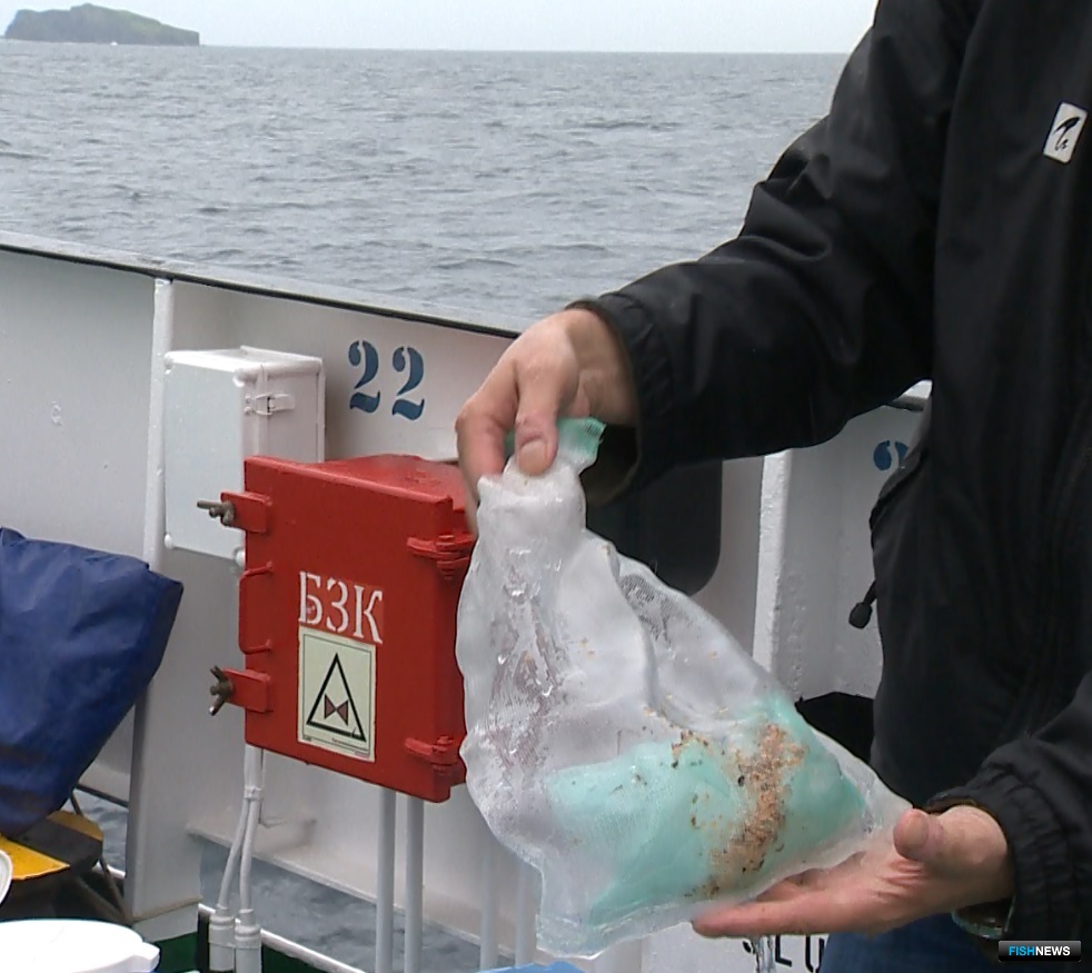 Перед выпуском на границе Дальневосточного морского заповедника