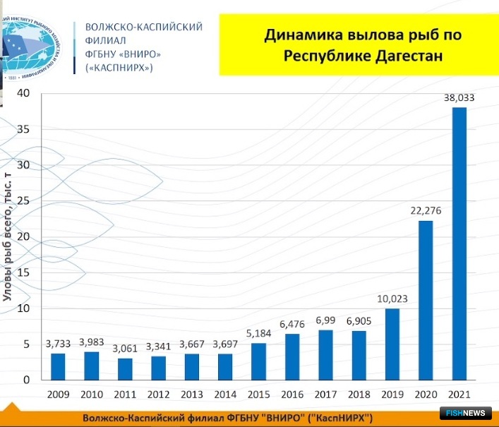 Несмотря на обмеление Каспия, в последние годы наблюдается существенное увеличение вылова благодаря развитию килечного промысла