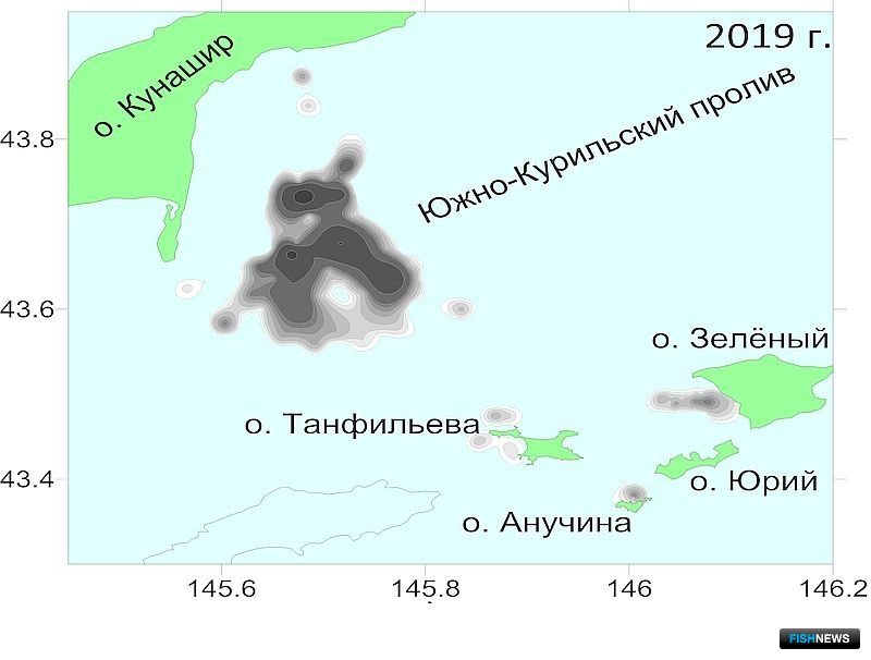 Рис. 23. Карта-схема распределения приморского гребешка Mizuchopecten yessoensis по удельной плотности (экз./кв. м) на южнокурильском мелководье в 2019 г.