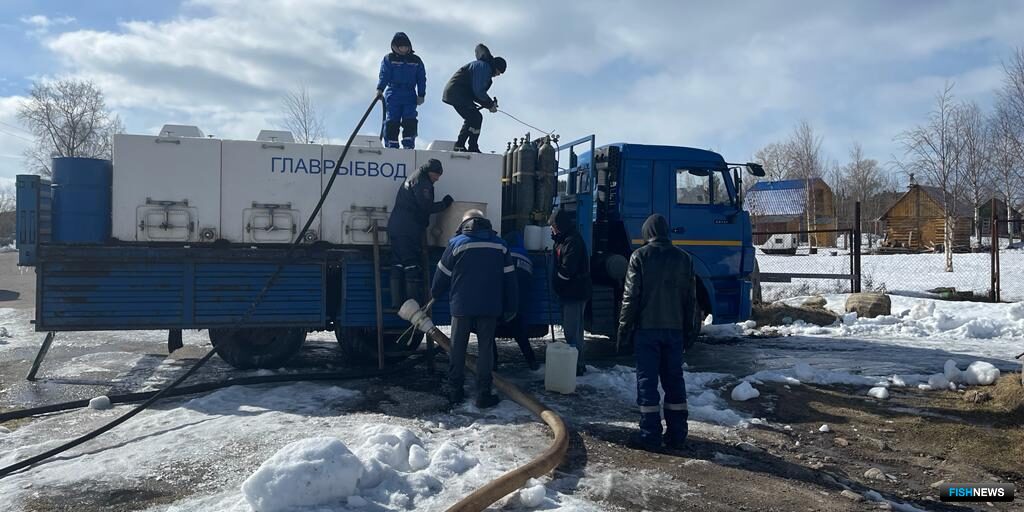Специалисты Мурманского филиала Главрыбвода выпустили свыше 100 тыс. экземпляров сиговых. Фото пресс-службы учреждения