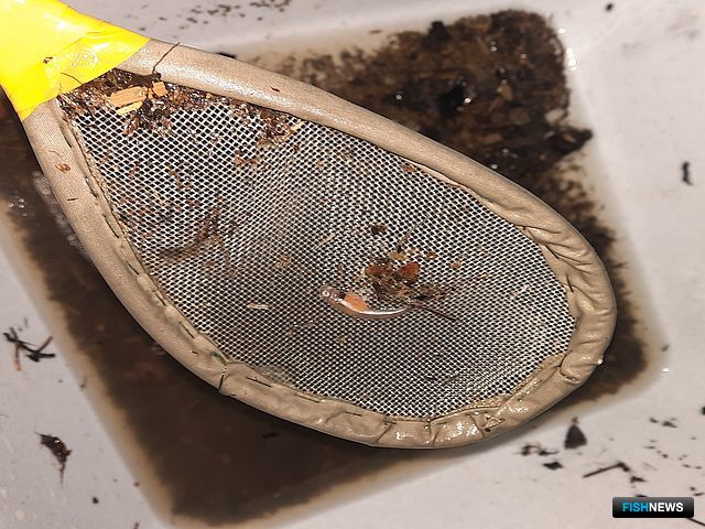 Сотрудники СахНИРО провели учет покатной молоди лососей