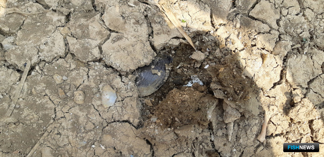 Sinanodonta woodiana, выжившая в осушенном водоеме