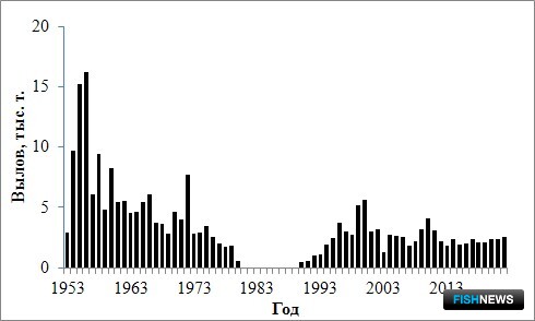 Рис. 5. Динамика вылова камбал залива Терпения в 1953-2022 гг.