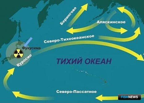 Схема течений северной части Тихого океана. Синей стрелкой отмечено холодное течение Ойясио