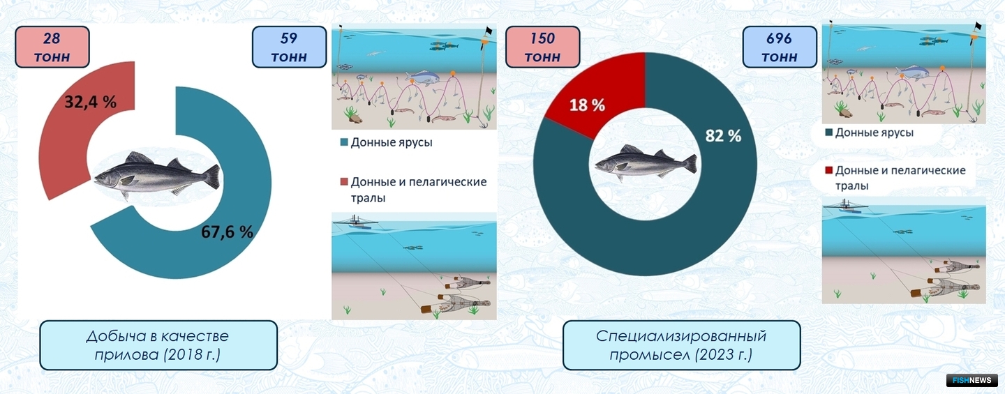 Результаты добычи угольной рыбы в качестве прилова (2018 г.) и в рамках специализированного промысла (2023 г.) разными орудиями лова