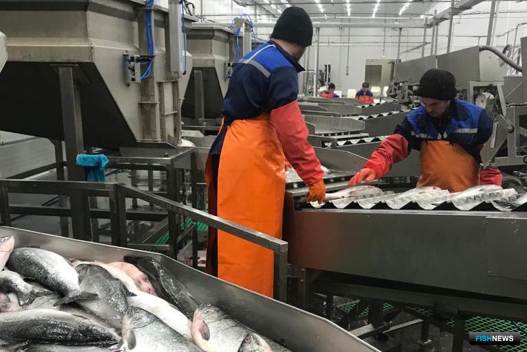 На заводе ОАО «Колхоз Октябрь» будет поставлен двойной рыбонасос из линейки оборудования собственной разработки «Дальрыбтехцентра»