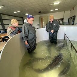 Весенний бонитировочный учет позволил выявить самок с икрой четвертой стадии зрелости. Фото пресс-службы Главрыбвода