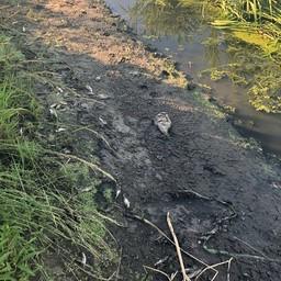 Погибшая рыба на реке Цна в районе села Донское. Фото пресс-службы Московско-Окского теруправления Росрыболовства