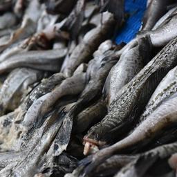 Российское производство продукции из минтая