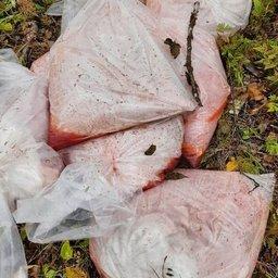 На месте стоянки остались мешки с икрой и рыбой. Фото пресс-службы СВТУ