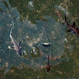 По экологической программе Крымского моста в Кубань выпускают молодь русского осетра. Фото с сайта www.most.life