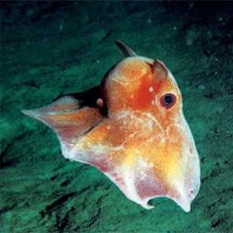 «Морские» открытия уходящего года