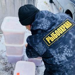 В столичном аэропорту Внуково изъяли 300 кг лососевой икры без документов. Фото пресс-службы Московско-Окского теруправления Росрыболовства
