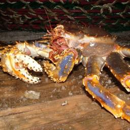 За долю квоты вылова синего краба на Западной Камчатке поборются 11 участников
