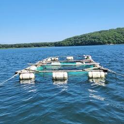 Марифермеры используют установки для нереста и подращивания молоди трепанга