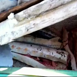 Оборудованный тайник с осетриной был спрятан в камышах. Кадр съемки Пограничного управления ФСБ России по Республике Калмыкия и Астраханской области