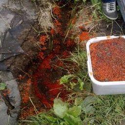На Сахалине обнаружен очередной нелегальный цех по заготовке красной икры.