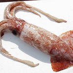 Кальмар командирский. Фото из "Wikipedia".