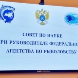 Совет по науке при руководителе Росрыболовства определил задачи на следующий год. Фото пресс-службы ВНИРО