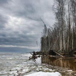 Рыбинское водохранилище. Фото Dmitry A .Mottl («Википедия»). CC BY-SA 3.0 