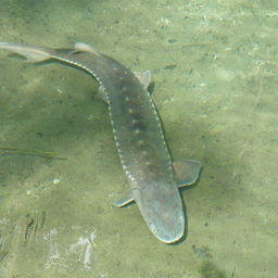 Атлантический осетр, фото Kurznasen Stör Sturgeon (Flickr)