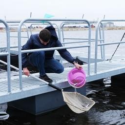 Зарыбление провели на плавучей садковой линии в устье реки. Фото пресс-службы администрации Тазовского района