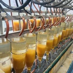 Инкубация оплодотворенной икры. Фото пресс-службы Московско-Окского теруправления Росрыболовства