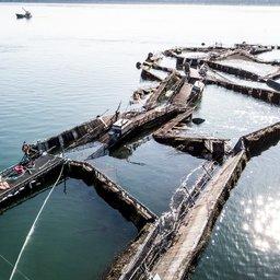 Солнечное затмение спровоцировало бегство семги. Фото с сайта Seattle Times