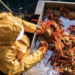 Действующие нормативы по мышьяку мешают поставкам на российский рынок объектов глубоководного промысла. Фото пресс-службы Росрыболовства