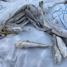 В Ненецком автономном округе правоохранители изъяли две крупные партии наваги, выловленной в акватории Карской губы. Фото пресс-службы Северо-Западного теруправления Росрыболовства