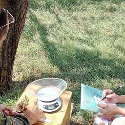 Анализ промыслового улова в Усть-Манычском водохранилище. Фото пресс-службы АзНИИРХ