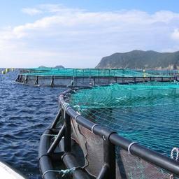 Рыбоводные садки у крымского побережья. Фото с сайта krym.fishretail.ru