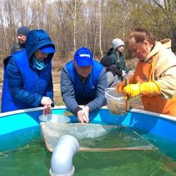 На Большереченском рыбоводном заводе в Бурятии состоялся рекордный выпуск молоди омуля в Байкал. Фото пресс-службы правительства республики