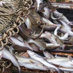 Самый дорогой лот аукциона для Западного бассейна — доля квоты вылова трески на Балтике. Фото пресс-службы АТФ