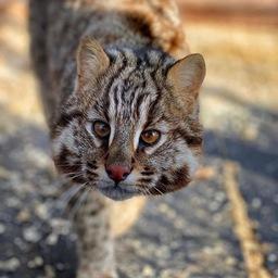 Дальневосточный лесной кот, или амурский лесной кот, занесен в Красные книги Хабаровского и Приморского краев. Фото из Instagram зоопарка «Садгород»