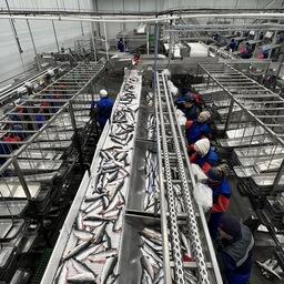 Лососевую путину 2021 года «Колхоз Октябрь» встретил с новым заводом. Фото предоставлено пресс-службой АО