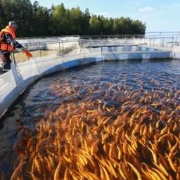 Выращивание лосося в садках. Фото «КарелИнформ»
