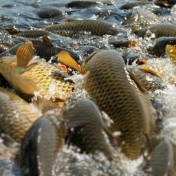 Второй день работы Seafood Expo Russia будет полностью посвящен вопросам товарного рыбоводства. Фото предоставлено Expo Solutions Group