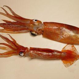 Кальмар-иллекс. Фото SEFSC Pascagoula Laboratory; Collection of Brandi Noble, NOAA/NMFS/SEFSC
