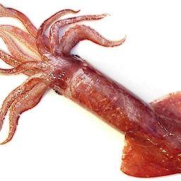 Кальмар командирский. Фото из "Wikipedia".