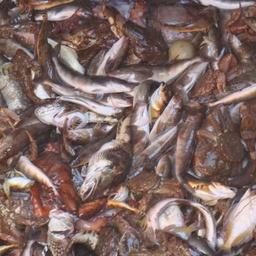 Улов разнорыбицы на Дальнем Востоке