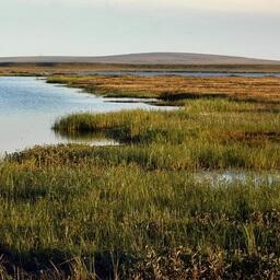 В Ямало-Ненецком автономном округе прошел первый этап исследований водоемов Пуровского района. Фото пресс-службы правительства ЯНАО, лицензия Creative Commons «Attribution» 4.0 Всемирная