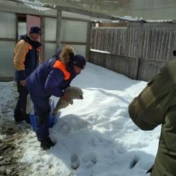 Беспомощный нерпенок обрел приют в колымском зоопарке. Фото пресс-службы магаданского филиала ДВРПСО МЧС