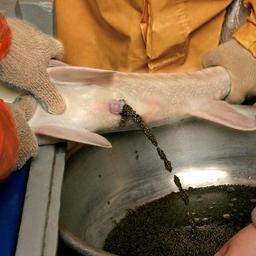 Половые продукты на базе получают прижизненным способом. Фото пресс-службы КаспНИРХа