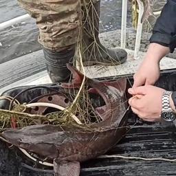 Браконьерским уловом стали сибирские осетры. Кадр оперативной съемки