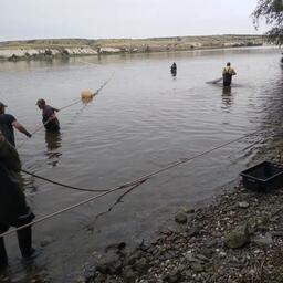 Ученые провели обловы на двух участках Цимлянского водохранилища с разными гидрологическими условиями. Фото пресс-службы ВНИРО