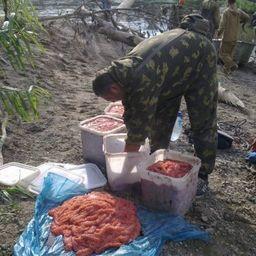 Пресечена деятельность подпольного икорного цеха. Фото предоставлены УВД по Сахалинской области.