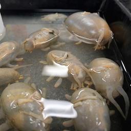 Собранные учеными морские обитатели. Фото пресс-службы ДВФУ